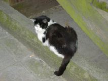Cat under the Arsenale Bridge