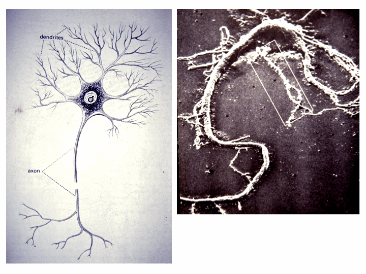 neuron microscope axon