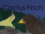 Cactus Finch