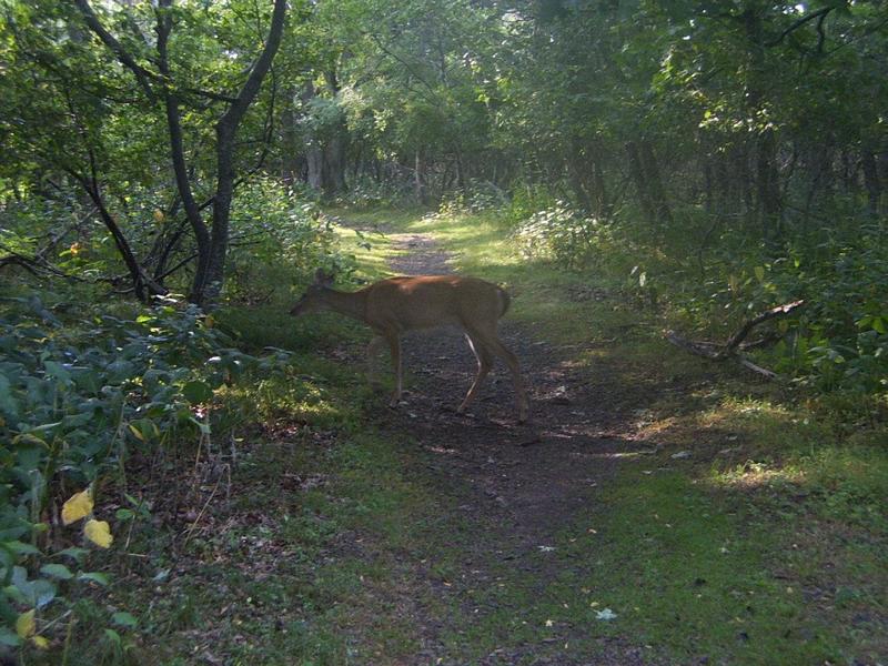 The Deer Hunter